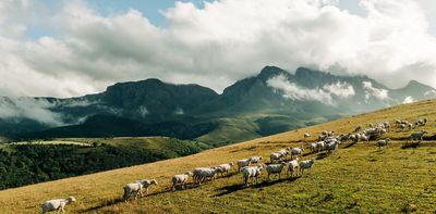 Climate change is threatening sheep farmers in South Africa’s Drakensberg – how they’re adapting