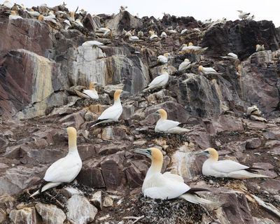Call to phase out ‘inhumane’ guga hunt by working with Hebridean islanders