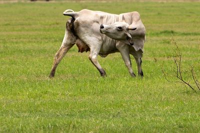 Texas on alert as flesh-eating parasite infects more animals, threatening cattle industry