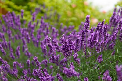 10 Cheap Plants That Make Your Yard Look Professionally Landscaped