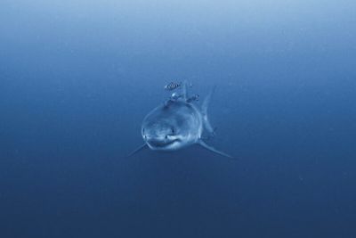 Divers film rare Great White Shark in the Mediterranean sea