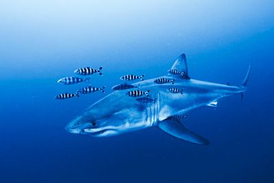 Bulletin PM briefing: Great White Shark in Mediterranean and Iran attacks latest