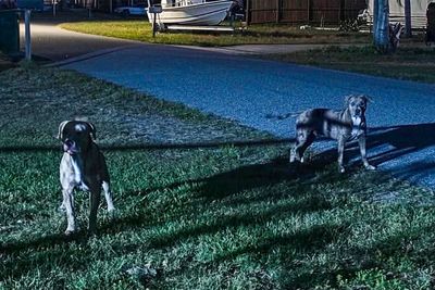 Florida woman mauled to death by two dogs despite neighbors reporting owner to police multiple times