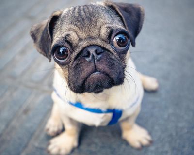 Did you solve it? Do you have a snout for numbers?