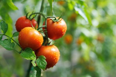 7 Signs Your Tomato Plants Are in Serious Trouble