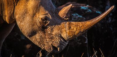 Rhino horn: why South Africa wants to revive the international trade, and why critics fear the consequences