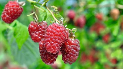 What to Do With Raspberry Plants in June for the Best Yields of Delicious Summer Fruits