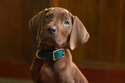 Scooby-Doo fans issue same complaint as Netflix unveils live-action remake: ‘That’s not Scooby?’