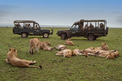 Wildlife photography legends Jonathan and Angela Scott share their tips for Safari Etiquette, promoting their new e-book