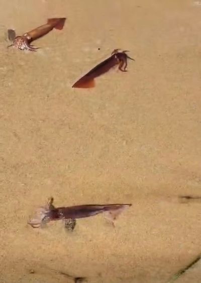 Cape Cod sees thousands of squid carcasses wash up on the beach