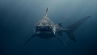 Australia just experienced two shark attacks, one resulting in 3rd fatality in a month within the area, and the other shares how he got away