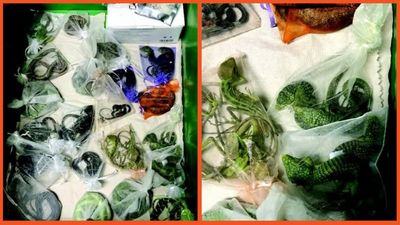 California man caught entering US with 60 reptiles under his clothes handed five year sentence for smuggling