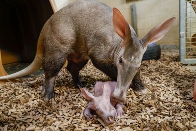 Data Center vs the Zoo: Nashville officials warn proposed facility next door threatens rare animals