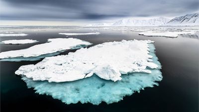 Sea ice loss in the Arctic has triggered a critical tipping point that's destroying the food chain