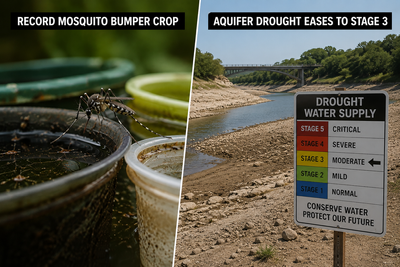 Texas Has Two Public Health Crises Running Simultaneously This Summer — A Record Mosquito Bumper Crop and an Aquifer Drought That Just Barely Eased to Stage 3