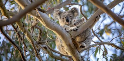 Koala numbers crashed across Australia 100,000 years ago. Global glacial cycles are likely to blame