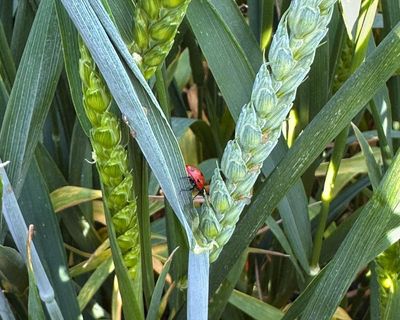 Country diary: Ladybirds and wasps are the unsung heroes of the farm