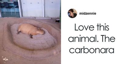 “Love This Animal. The Carbonara”: 59 Times People’s Fingers Moved Faster Than Their Brains (New Pics)