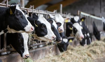 Iran war: Fuel price surge squeezes dairy, poultry value chains