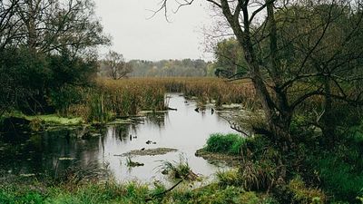 Bogs 'almost like a minefield': Europe's wetlands gain military importance