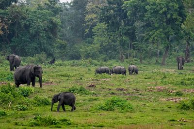 Mother trampled to death by elephant while walking children to school bus stop