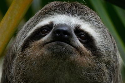 Sloth genes could unlock secrets to healthy ageing and space travel, study finds