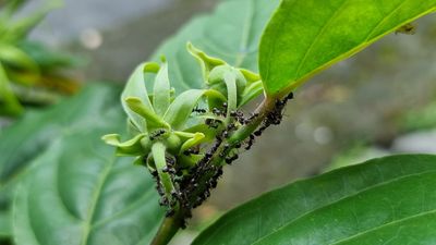 Stop bringing ants into your home: The simple mistake I made with my cut flowers