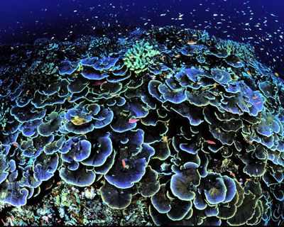 Ping-pong sponges, ‘black smokers’ and floating somethings: the secrets of the deep sea