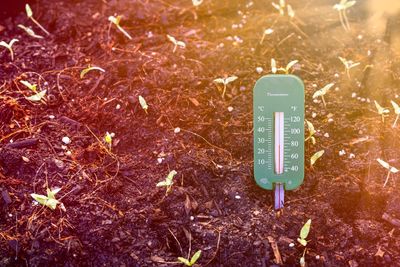 The Heatwave Gardening Mistake Experts Keep Warning About