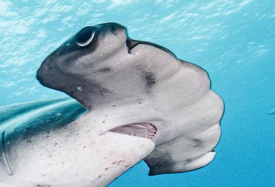 The Galápagos is a wildlife haven. But is that enough to protect the rare scalloped hammerhead shark?