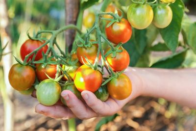 8 Vegetables That Grow Surprisingly Well in Containers