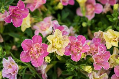 The AP's gardening expert has a list of 10 top-performing new plants for this season