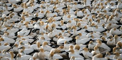 AI in nature conservation: powerful tool or dangerous shortcut?