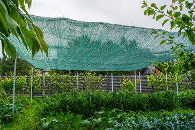 Why More Families Are Starting “Emergency Gardens” This Year