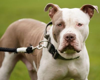 XL bully owners face ban on leaving children under 12 alone with their dogs