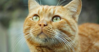 'Garden of Horrors': 16 Cats Found Dead in Coventry Garden Pond With Some Missing Limbs