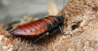 Over 100,000 Illegal Madagascar Hissing Cockroaches Valued at $142,800 Seized in Australia's Biggest Bust