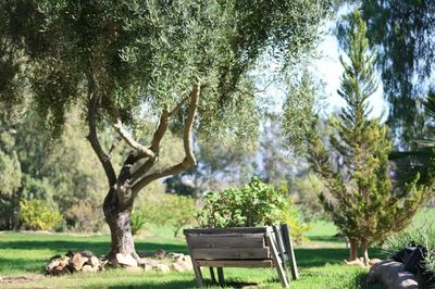 The Tree on Your Property That Could Cost You a Lawsuit