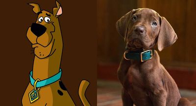 Sorry Netflix, but this random puppy is NOT Scooby-Doo