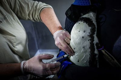 H5N1 Bird Flu in Colorado: Dairy Farm Workers Face Ongoing Risk as NIOSH Expands Worker Safety Campaign Nationwide
