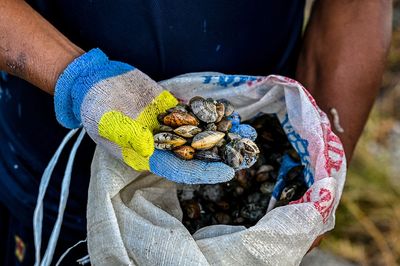 FDA Warns New Yorkers: Hepatitis A Linked to Frozen Blood Clams Sold in New York State — Illnesses Span Months
