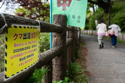 Bulletin world briefing: Black bear chaos in Japan and major vaccine breakthrough