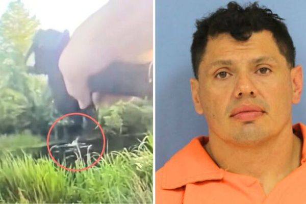 Bodycam footage shows man fleeing DWI arrest being attacked by alligator after jumping in swamp, police say