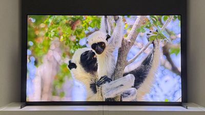 I really hope this “small” update on Sony’s OLED TV plans is true