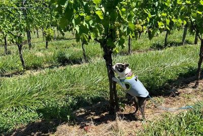 Sniffing dogs could help fight an annoying invasive species found in cities across the US