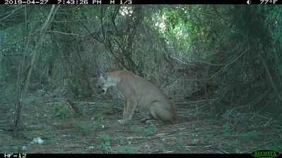 Florida conservationists need your help classifying 6 million acres worth of wildlife trail cam images