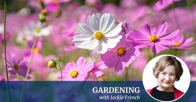 Cosmos, chokos and cockatoos: it's the season of generosity