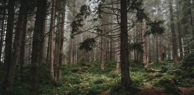Greater international co-operation is needed to achieve the UN’s global forest goals