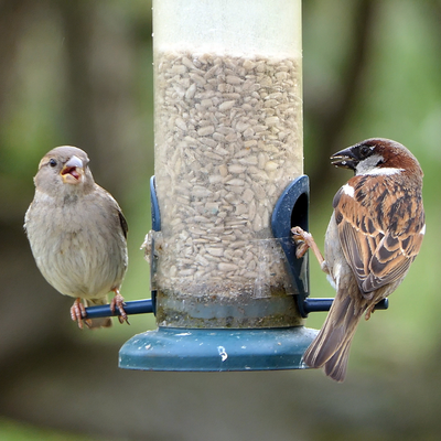 Heavy rain can put your bird feeder at a higher risk of spreading disease – this is the fix wildlife experts recommend to keep food dry and birds safe
