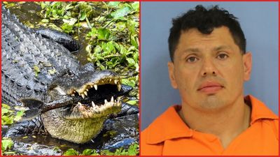 Louisiana authorities say a man fleeing a DWI stop jumped from an elevated interstate and was attacked by an alligator before his arrest